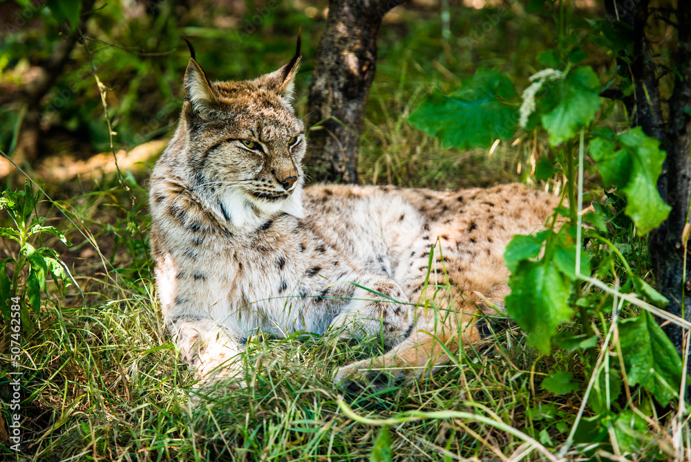 Obraz premium Lynx in the wild lies among the green forest. Wild lynx close portrait. Background of green leafs and trees out of focus due to shallow depth of field. Beautiful animal, face portrait. Wildlife scene.