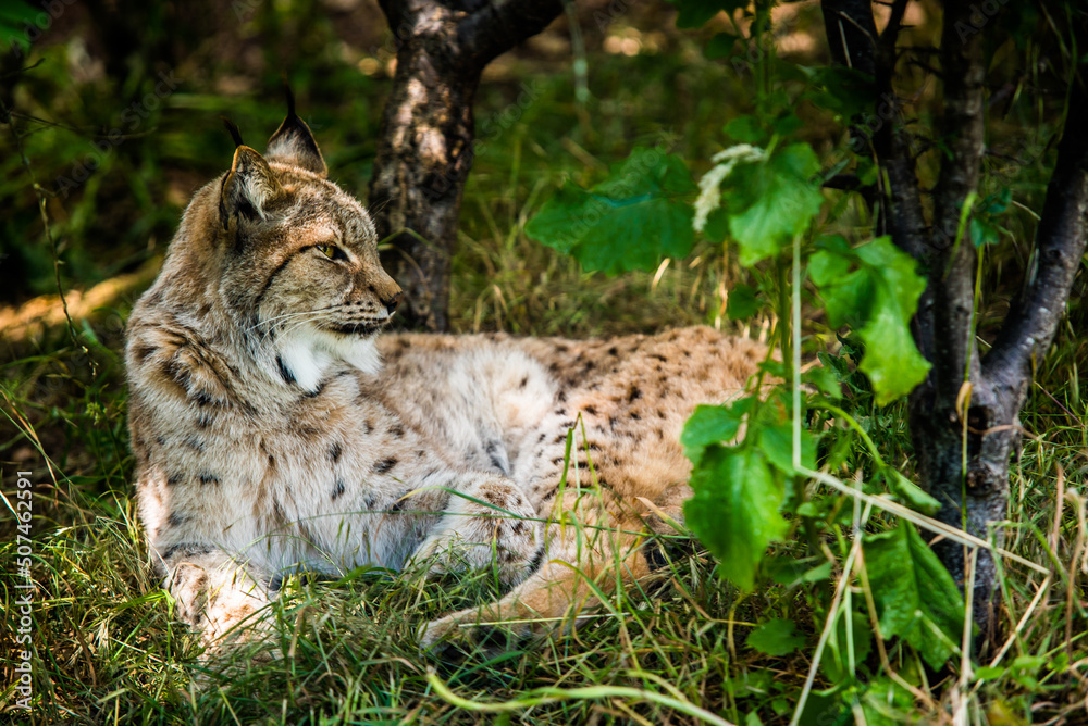 Obraz premium Lynx in the wild lies among the green forest. Wild lynx close portrait. Background of green leafs and trees out of focus due to shallow depth of field. Beautiful animal, face portrait. Wildlife scene.