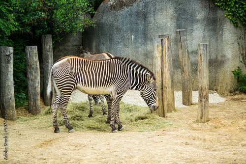 Zebra animal. Profile of a zebra. african plains zebra on the dry brown savannah. 