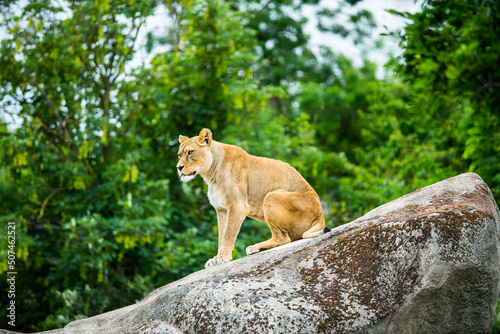 Portrait Of Lioness Sitting On Rock. 