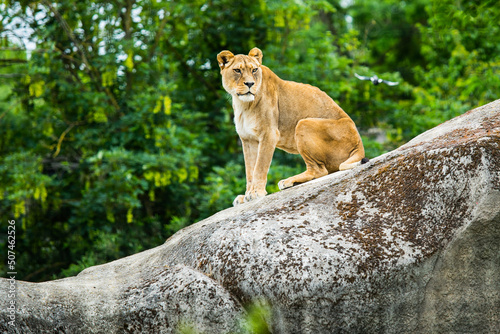 Portrait Of Lioness Sitting On Rock. 