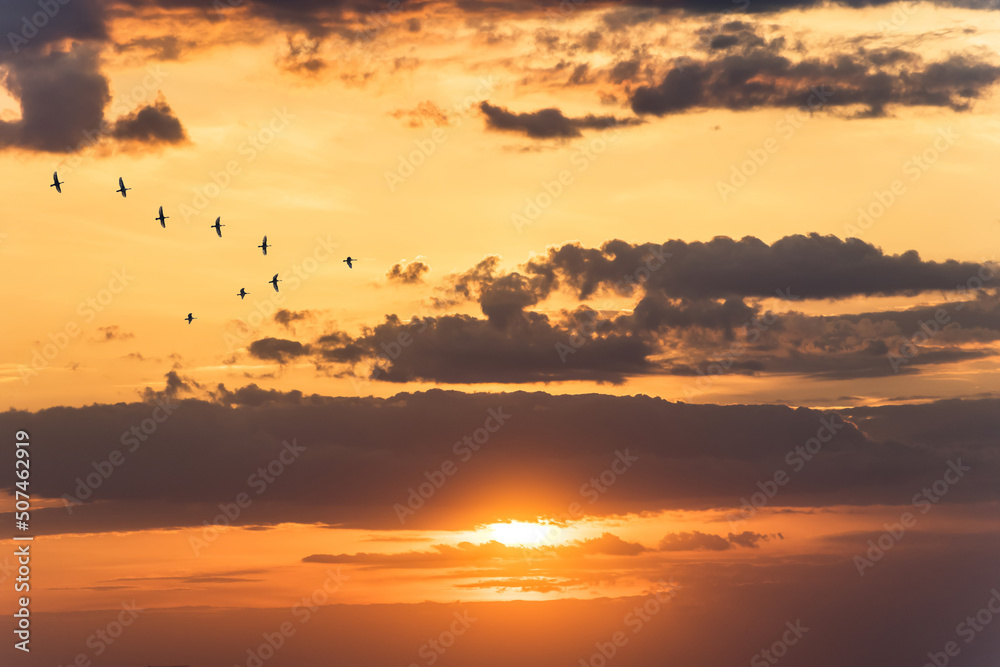 Migratory birds flying in the shape of v on the soft and blur pastel colored sky background. gradient clouds on the beach resort. nature. sunrise.  peaceful morning.Instagram toned style