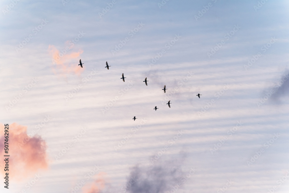 Migratory birds flying in the shape of v on the soft and blur pastel colored sky background. gradient clouds on the beach resort. nature. sunrise. peaceful morning.Instagram toned style Migratory birds flying in the shape of v on the soft and blur pastel colored sky background. gradient clouds on the beach resort. nature. sunrise. peaceful morning.Instagram toned style