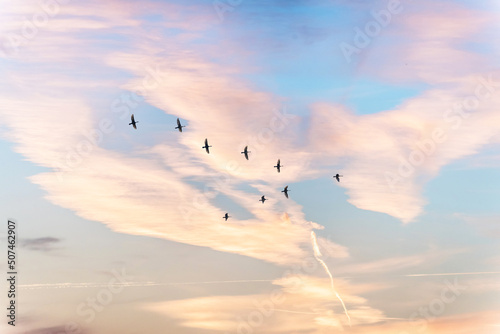 Photography Migratory birds flying in the shape of v on the soft and blur pastel colored sky background