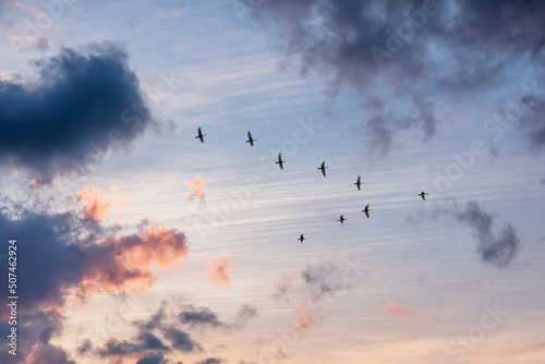 Canvas-taulu Migratory birds flying in the shape of v on the soft and blur pastel colored sky background
