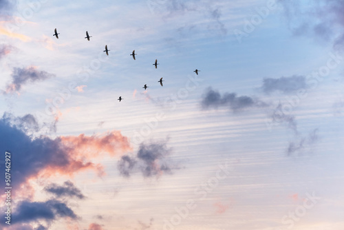 Migratory birds flying in the shape of v on the soft and blur pastel colored sky background. gradient clouds on the beach resort. nature. sunrise.  peaceful morning.Instagram toned style