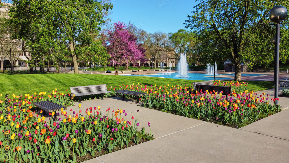 Beautiful spring tulip gardens at city park in Fort Wayne, Indiana with fountain