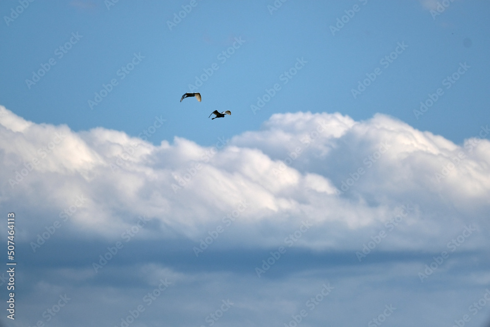 storks in the sky together flying
