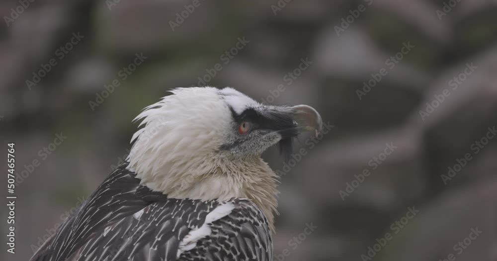 Bearded Vulture, Gypaetus barbatus, detail portrait of rare mountain bird. Close-up portrait of beautiful mountain bird. 4K slow motion 120 fps video, ProRes 422, ungraded C-LOG 10 bit Bearded Vulture, Gypaetus barbatus, detail portrait of rare mountain bird. Close-up portrait of beautiful mountain bird. 4K slow motion 120 fps video, ProRes 422, ungraded C-LOG 10 bit