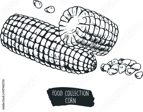 food collection corn hand drawn