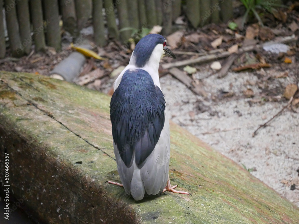 Obraz premium Heron Bird standing and relaxing in Park