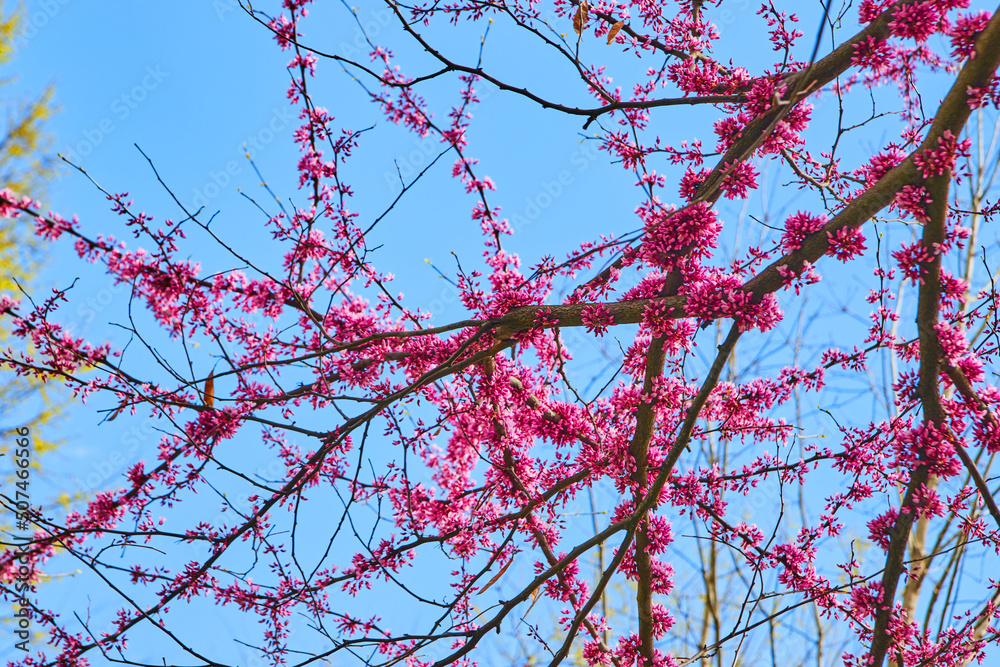 Beautiful spring pink flowers on cherry tree with blue sky Beautiful spring pink flowers on cherry tree with blue sky