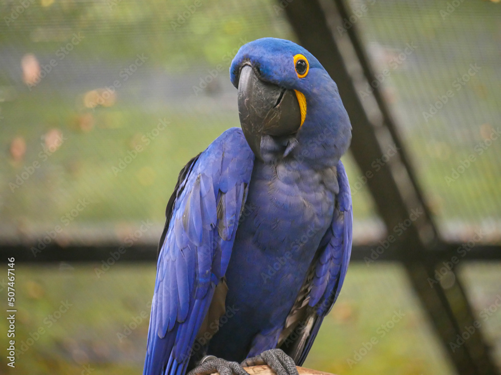 Obraz premium Hyacinth macaw (Anodorhynchus hyacinthinus), or hyacinthine macaw, is a parrot seated on wood log in park
