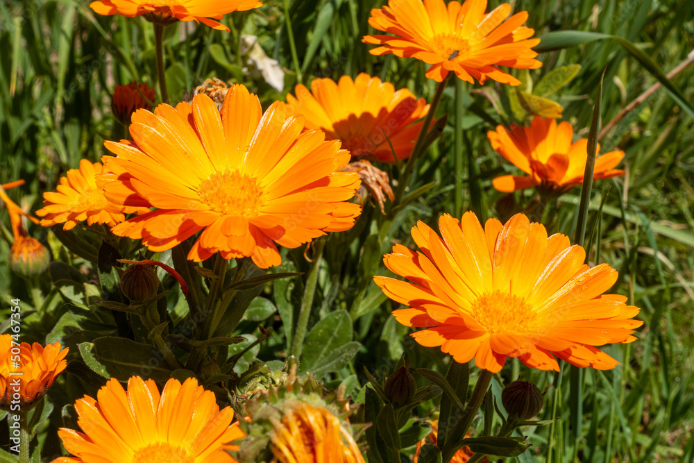 English marigolds flowers English marigolds flowers