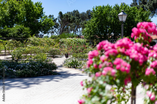 Fototapeta Naklejka Na Ścianę i Meble -  Flowers. Path full of flowers of different colors in the park of the rose garden of the Parque del Oeste in Madrid. Background full of colorful flowers. Spring print. In Spain. Europe. Photography.	