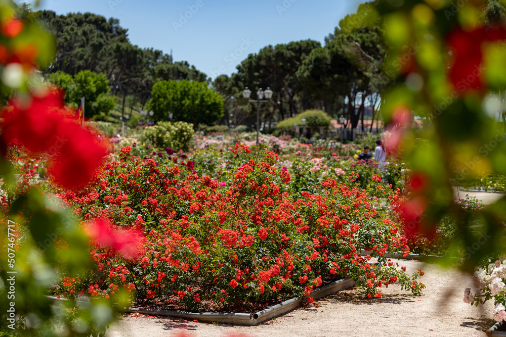 Flowers. Red flowers with background flowers of different colors in the park of the rose garden of the Parque del Oeste in Madrid. Background full of colorful flowers. Spring print. In Spain. Europe.