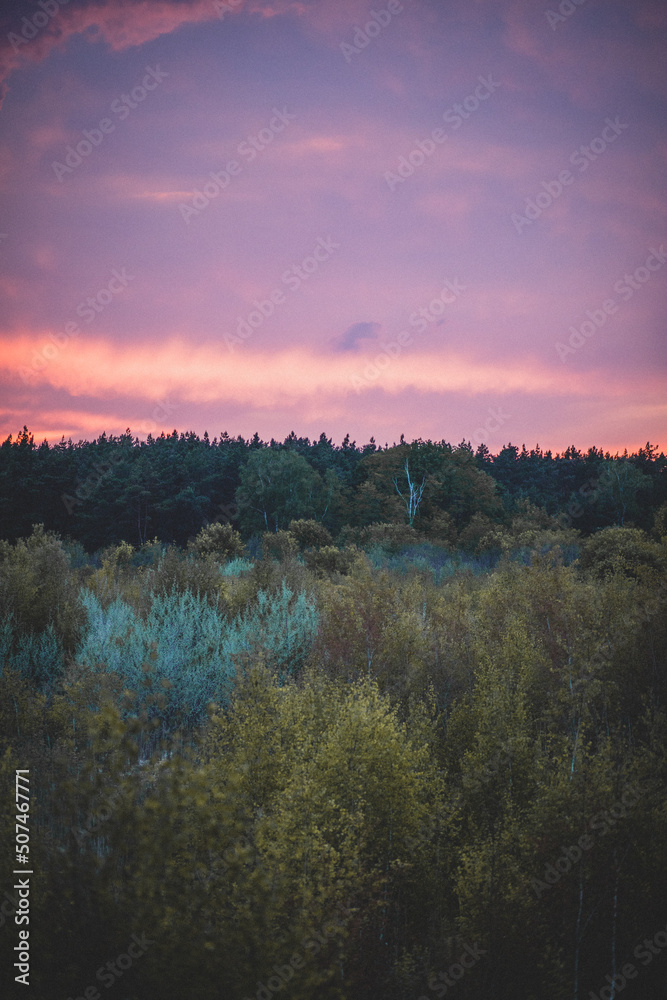 Obraz premium sunset over the forest