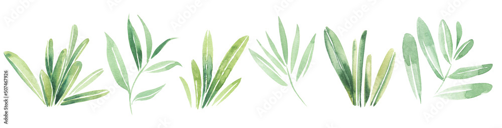 Green mint and rosemary. Watercolor illustration of spices and herbs. Green mint and rosemary. Watercolor illustration of spices and herbs.
