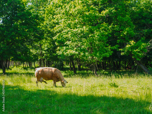 Flock of cows on a meadow photo