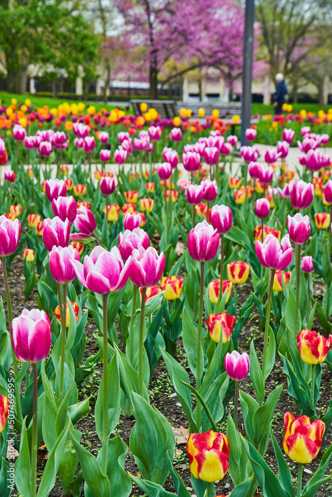 Beautiful garden of pink and red tulips during peak spring in city park