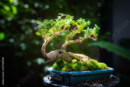 Wallpaper Mural Mini bonsai tree in the flowerpot on bonsai stand a natural background Torontodigital.ca