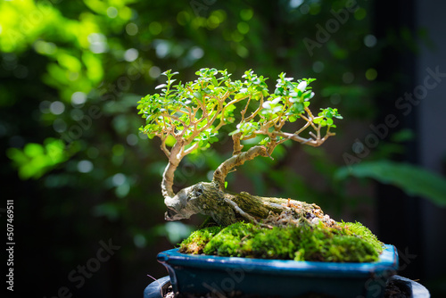 Wallpaper Mural Mini bonsai tree in the flowerpot on bonsai stand a natural background Torontodigital.ca