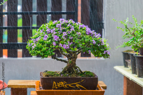 Wallpaper Mural Mini bonsai tree in the flowerpot on bonsai stand a natural background Torontodigital.ca