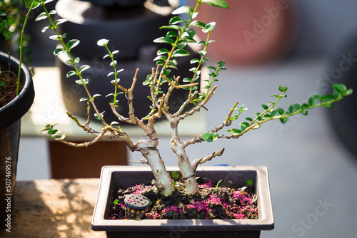 Wallpaper Mural Mini bonsai tree in the flowerpot on bonsai stand a natural background Torontodigital.ca