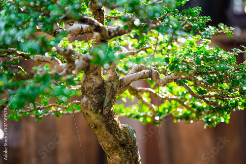 Mini bonsai tree in the flowerpot on bonsai stand a natural background photo