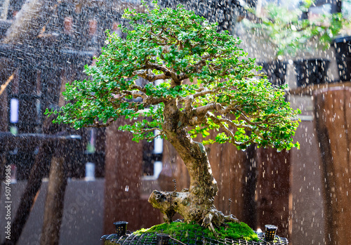 Mini bonsai tree in the flowerpot on bonsai stand a natural background photo