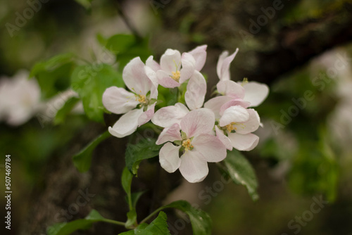 Fototapeta Naklejka Na Ścianę i Meble -  apple tree blossom