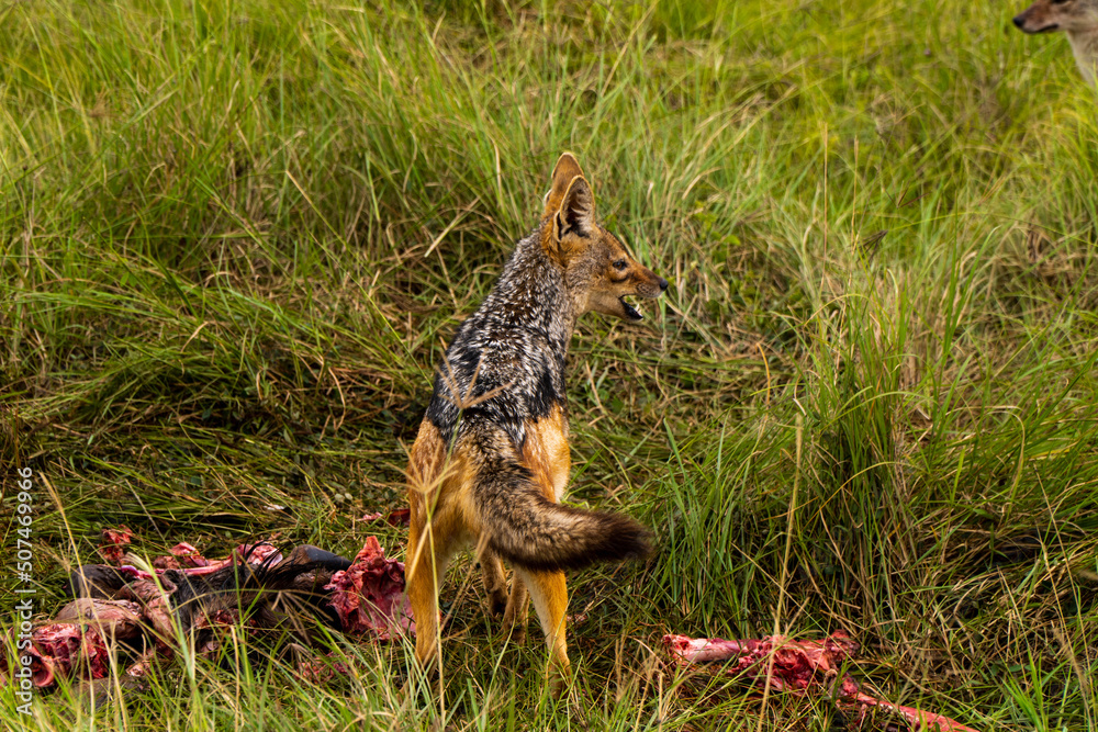 wild dogs eating a meat in Ngorongoro crater in Tanzania - Africa. Safari in Tanzania