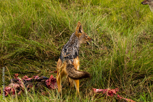 wild dogs eating a meat in Ngorongoro crater in Tanzania - Africa. Safari in Tanzania