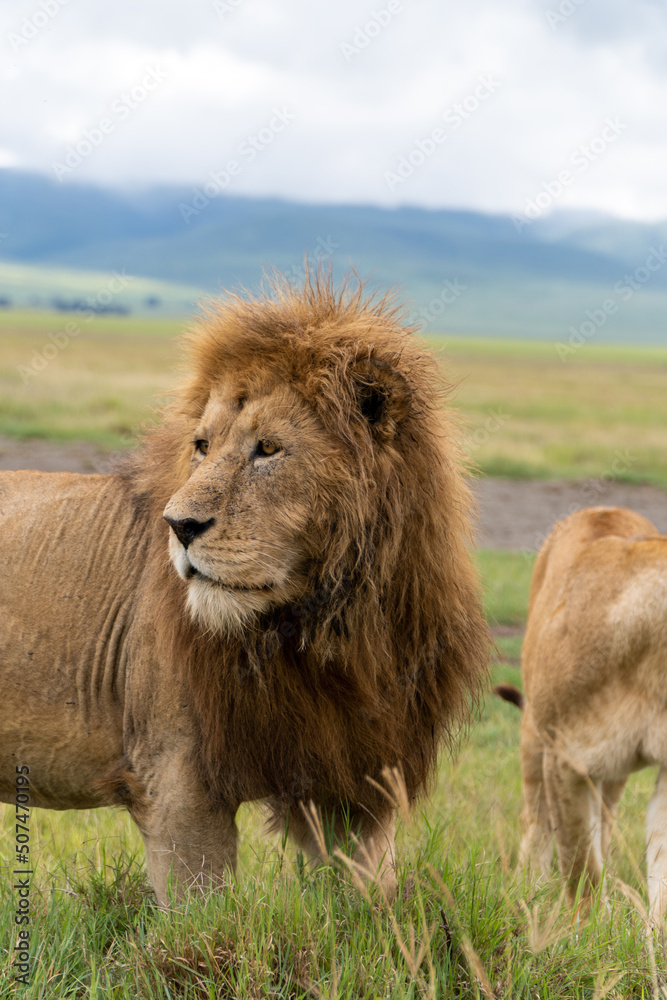 Lion in Ngorongoro crater in Tanzania - Africa. Safari in Tanzania looking for a lions