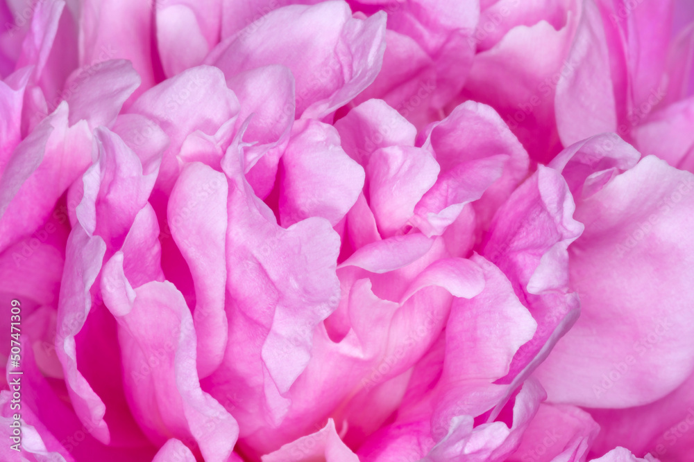 close up of pink curly peony
