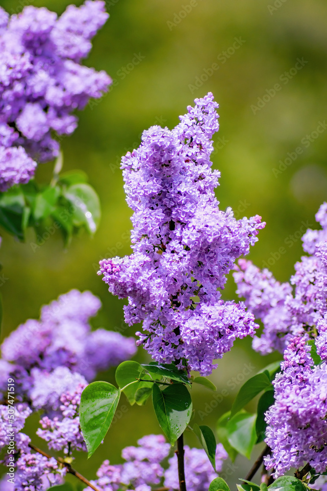 Obraz premium Lilac blossoms in spring