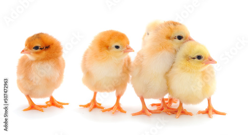 Five little chicks.