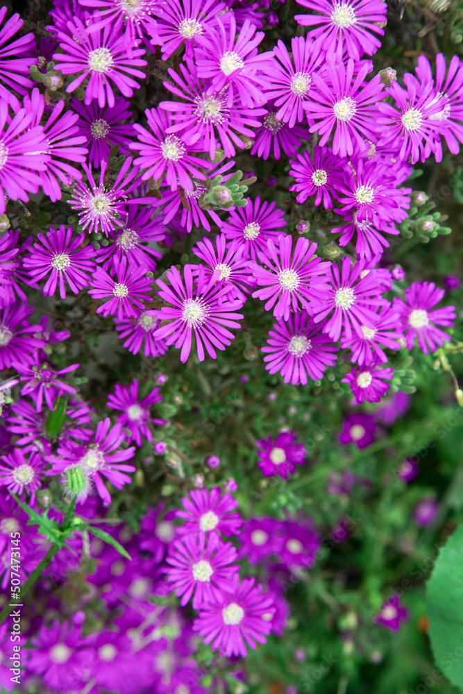 Beautiful cactus plant of the genus Delosperma bloom Beautiful cactus plant of the genus Delosperma bloom