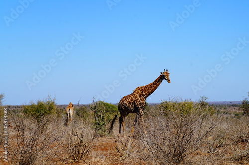 Giraffe Afrika Nationalpark