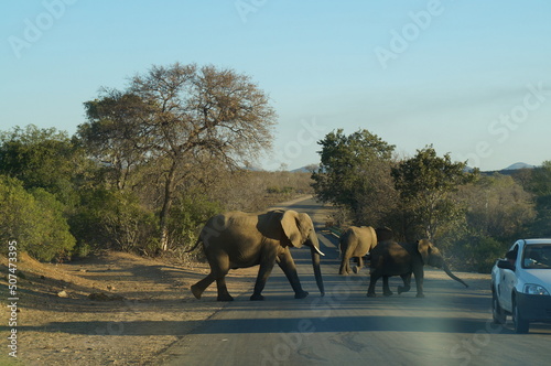 Elefanten Kruger Nationalpark Südafrika