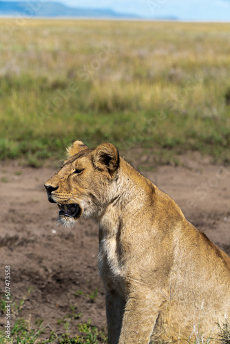 lioness in Serengeti National Park in Tanzania - Africa. Safari in Tanzania looking for a lions