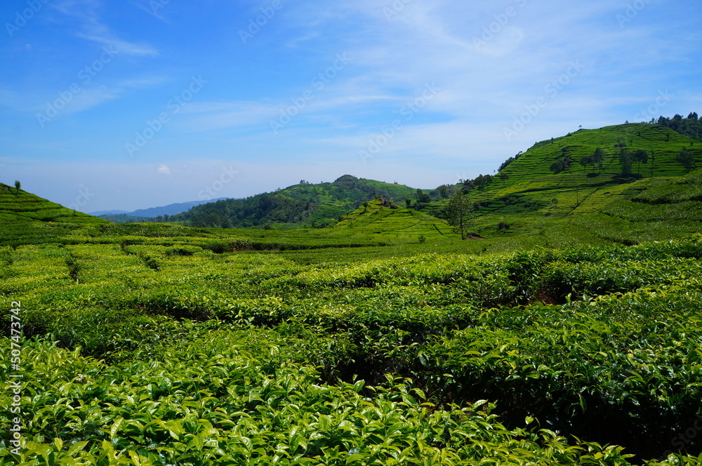 Tee Plantage Indonesien