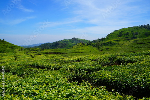 Tee Plantage Indonesien