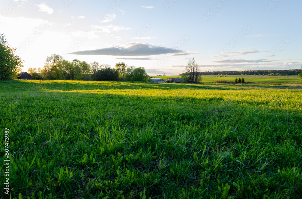 fresh grass in the meadow in the evening in spring fresh grass in the meadow in the evening in spring
