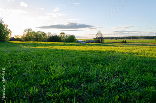 fresh grass in the meadow in the evening in spring