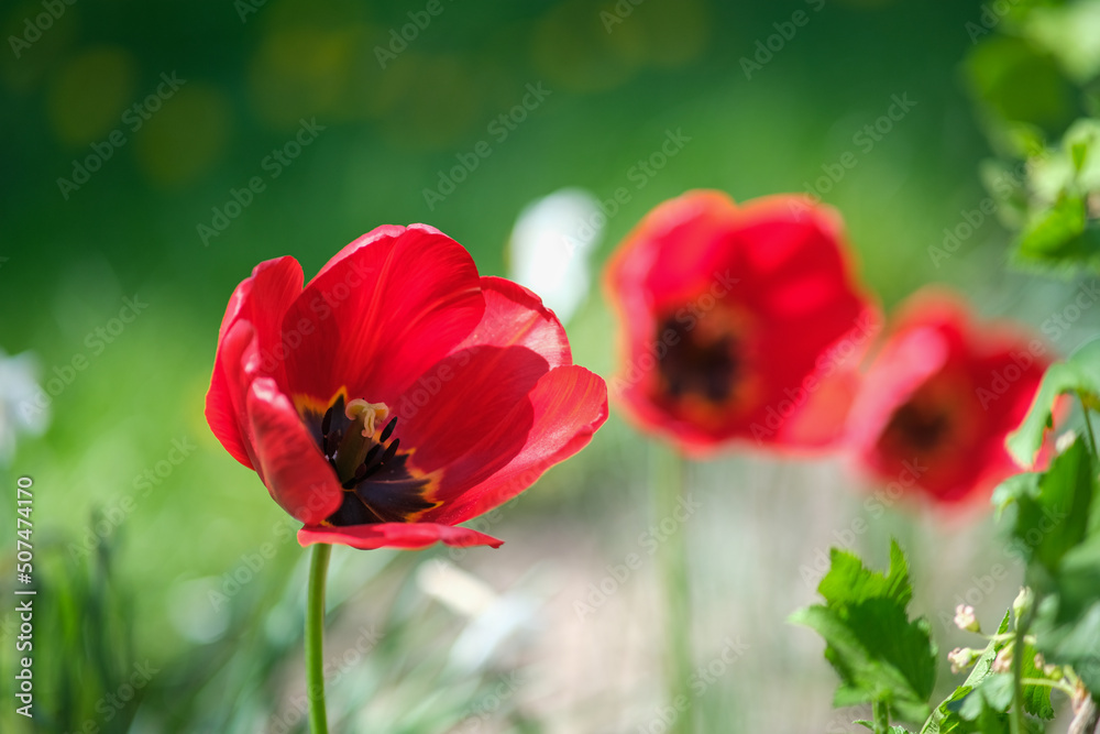 Three Tulips opened their petals in the spring garden. Three Tulips opened their petals in the spring garden.