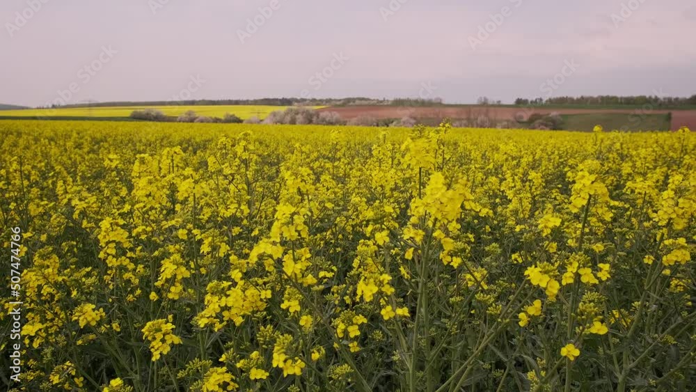 Summer Landscape with Rape Field on the Background of Beautiful. Deutchland. Summer Landscape with Rape Field on the Background of Beautiful. Deutchland.