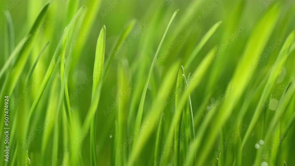 fresh morning water dew drops on vibrant green grass lit by the sun close up slow motion fresh morning water dew drops on vibrant green grass lit by the sun close up slow motion