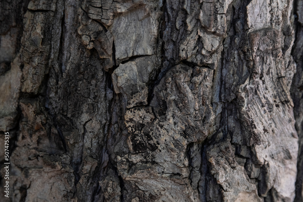 Macro bark tree texture, natural wooden background. Macro bark tree texture, natural wooden background.