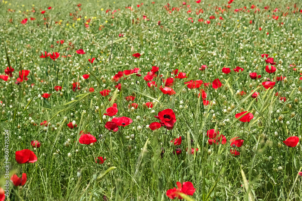 Field sown with poppies and clover